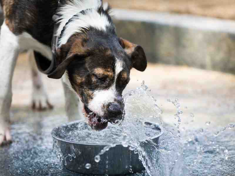 a mixed dog drinks water as hydration importance for dog mobility is key