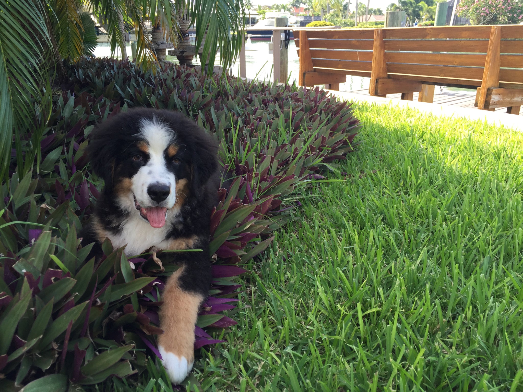 Photo of Bernie outdoors laying in a bed of plants.