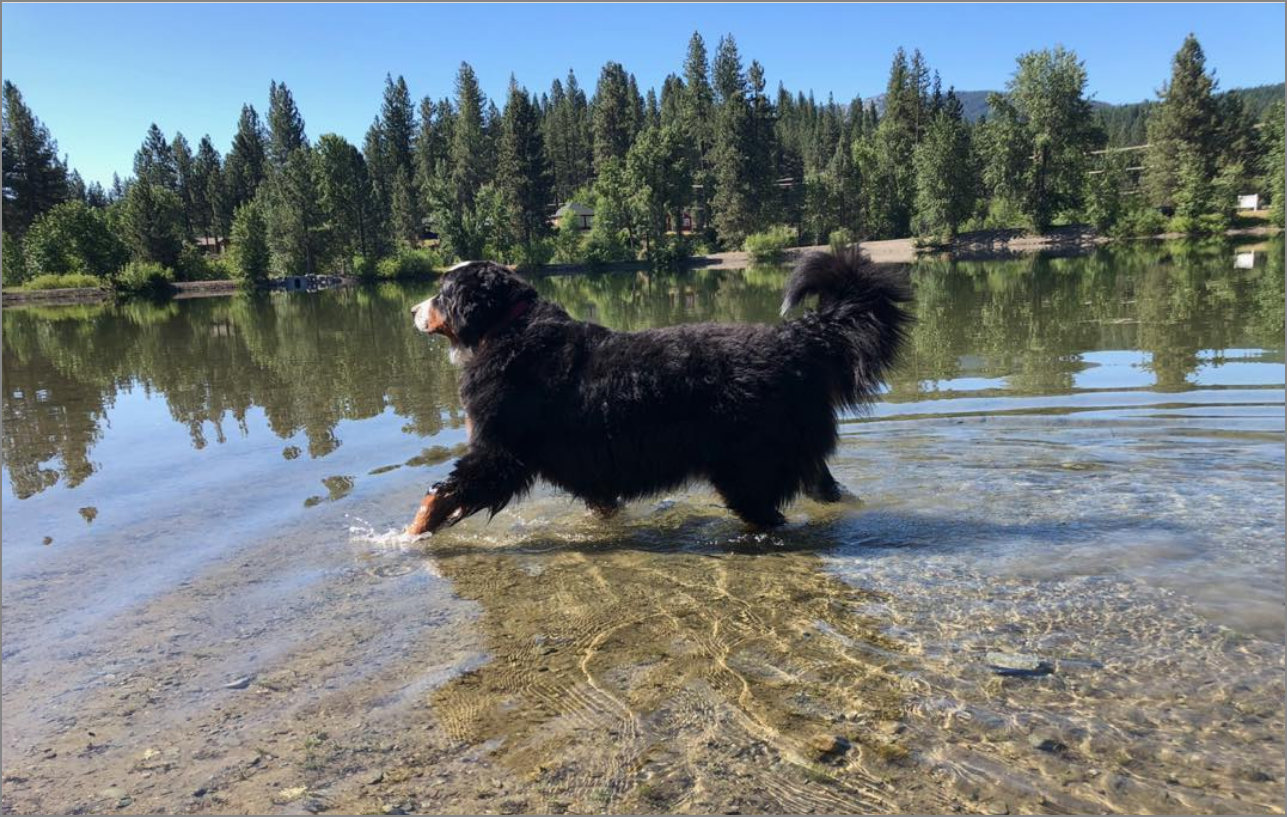 Photo of Bernie walking the shoreline of a lake.