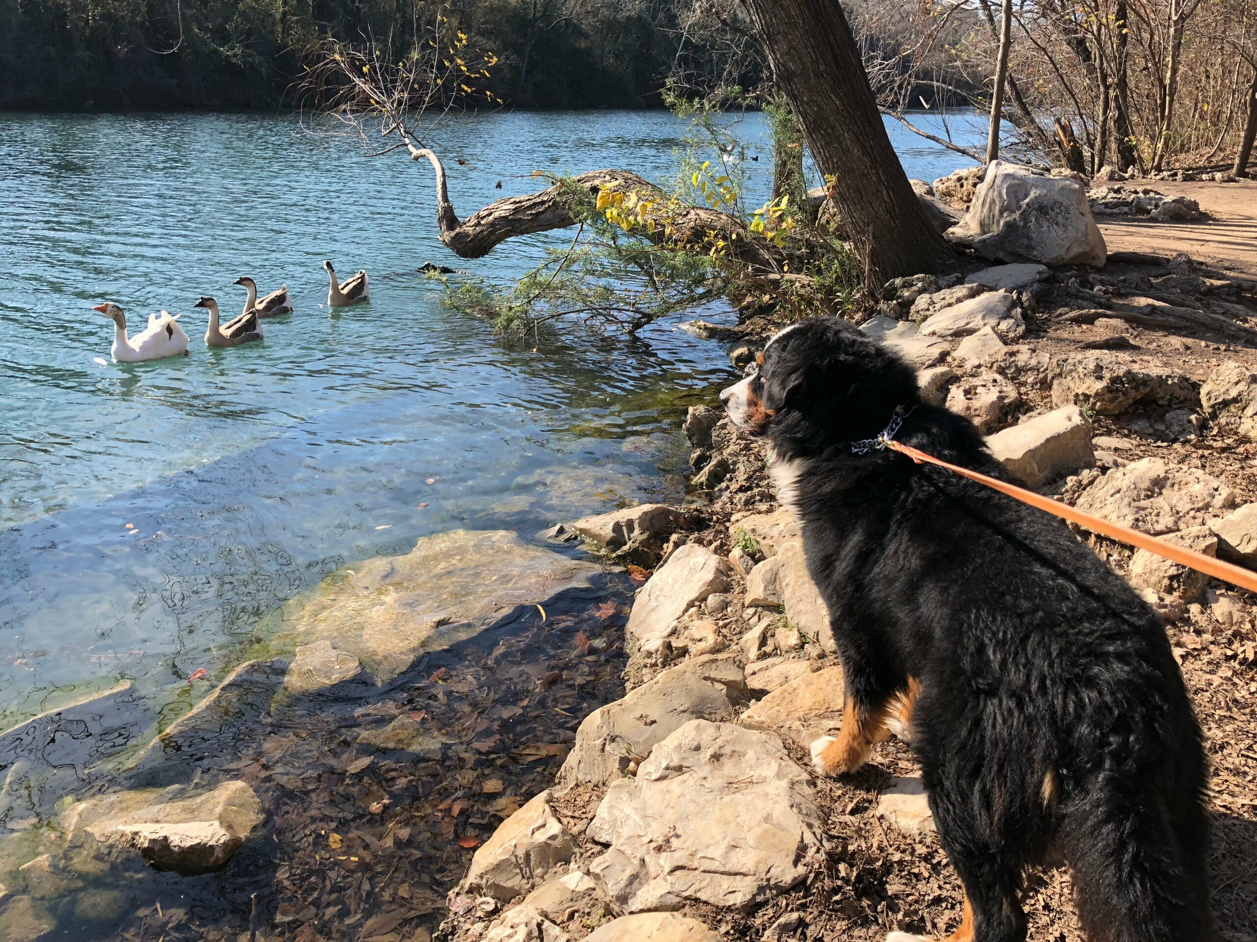 A photo of Bernie staring at the ducks in the river.