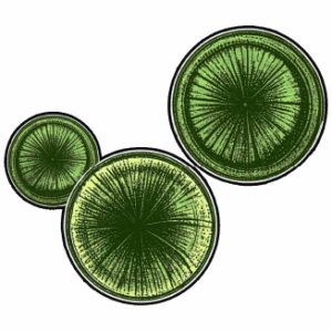 Schizochytrium