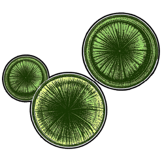 Illustration of bu-foods-feature-schizochytrium.
