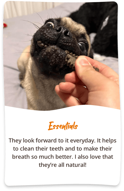 Photo of Pug eating a Charming Chomper, "Essentials, they look forward to it every day."