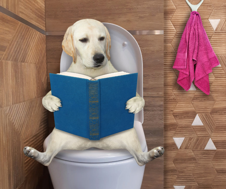 A photo of a white dog holding a book while sitting in a toilet bowl.