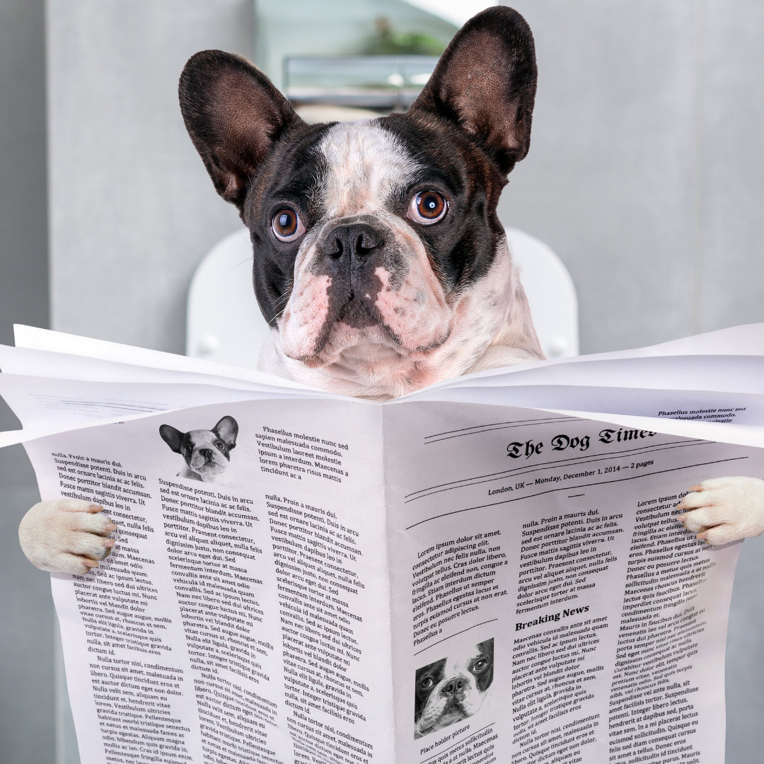 A dog in a toilet sit holding a newspaper .