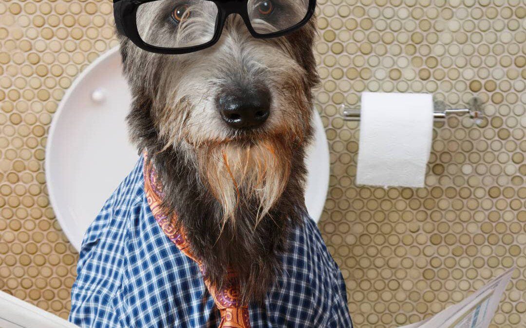 It’s Potty Time! How Long After a Dog Eats do They Poop?