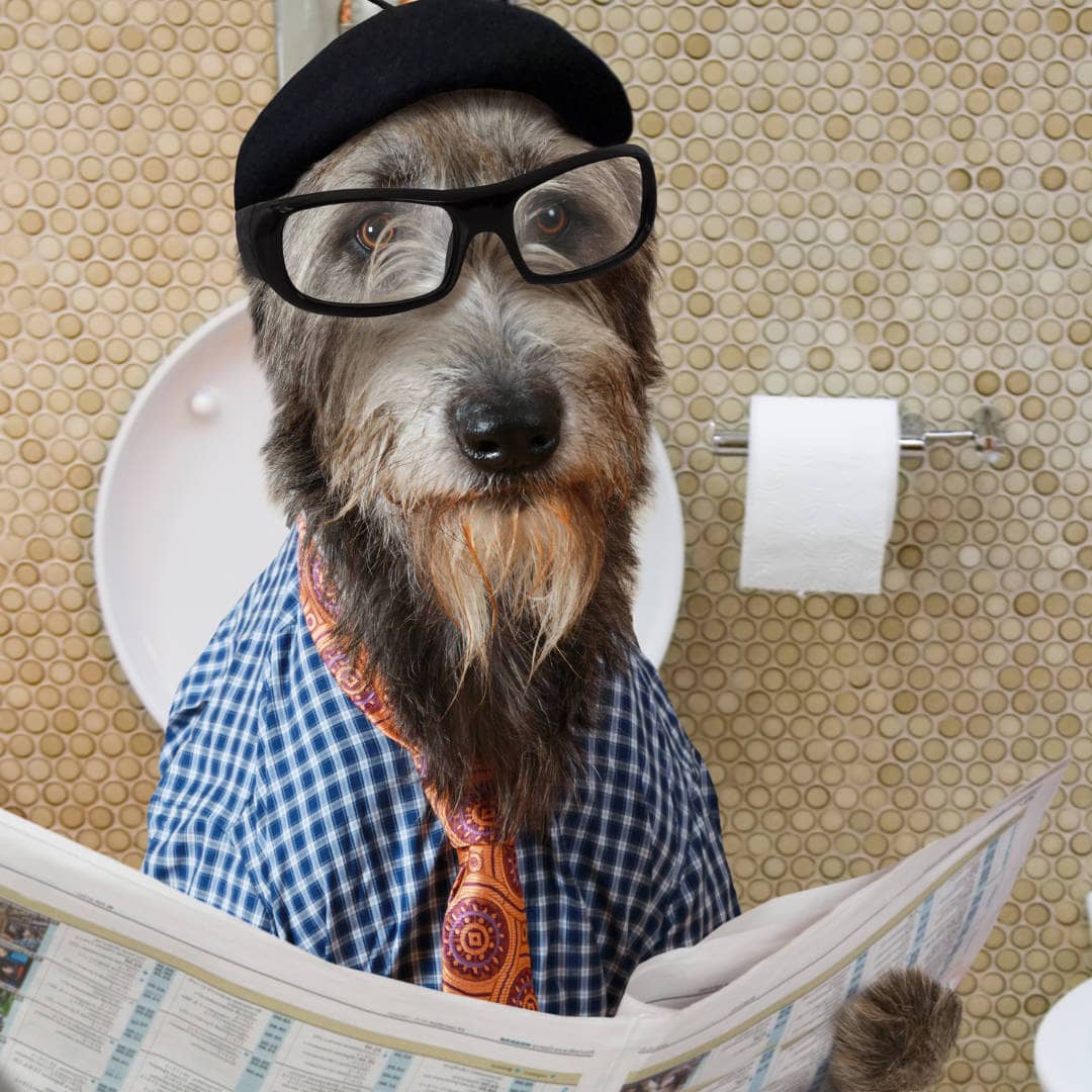 Photo of dog using a toilet and reading a paper.