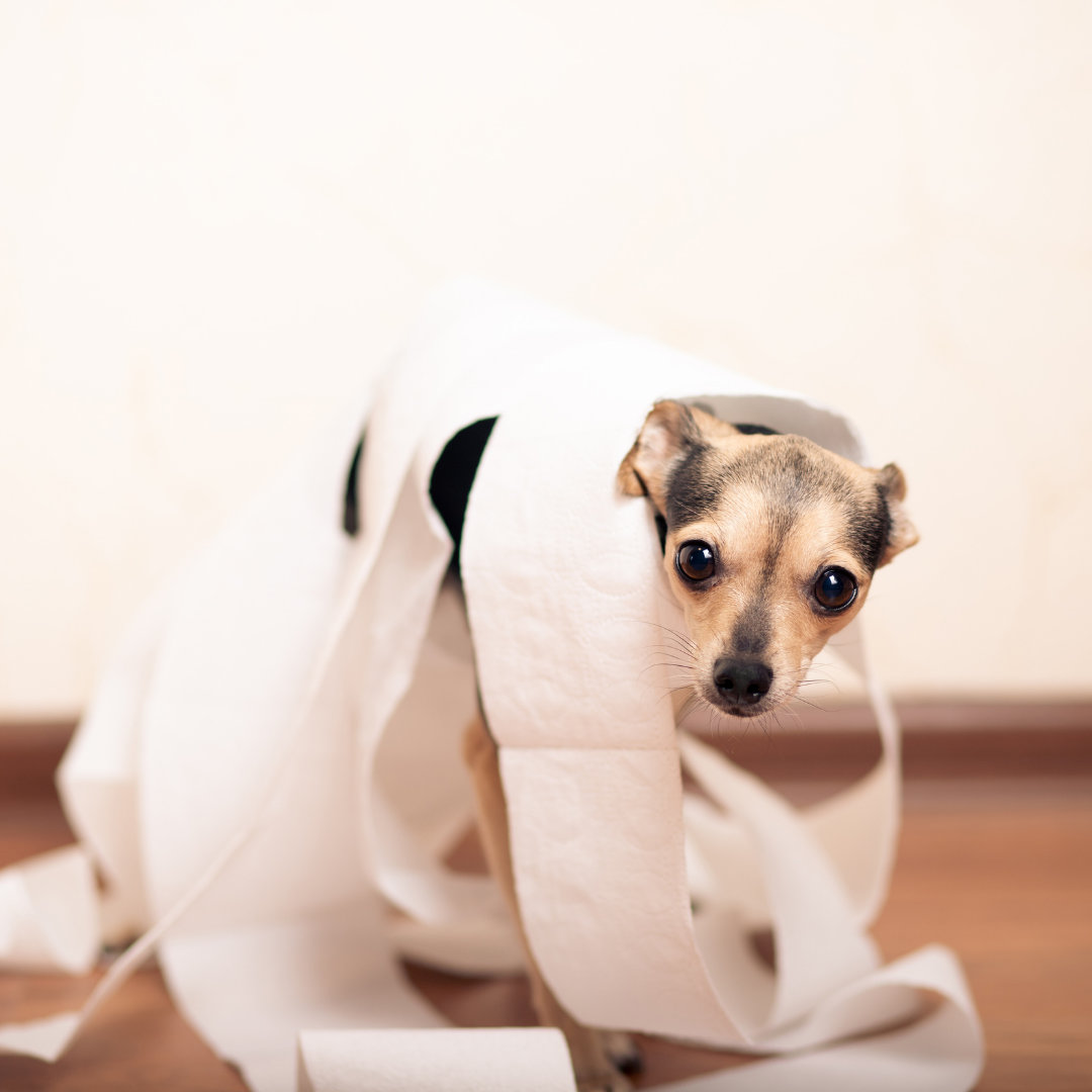Photo of a dog who was caught playing with toilet paper.