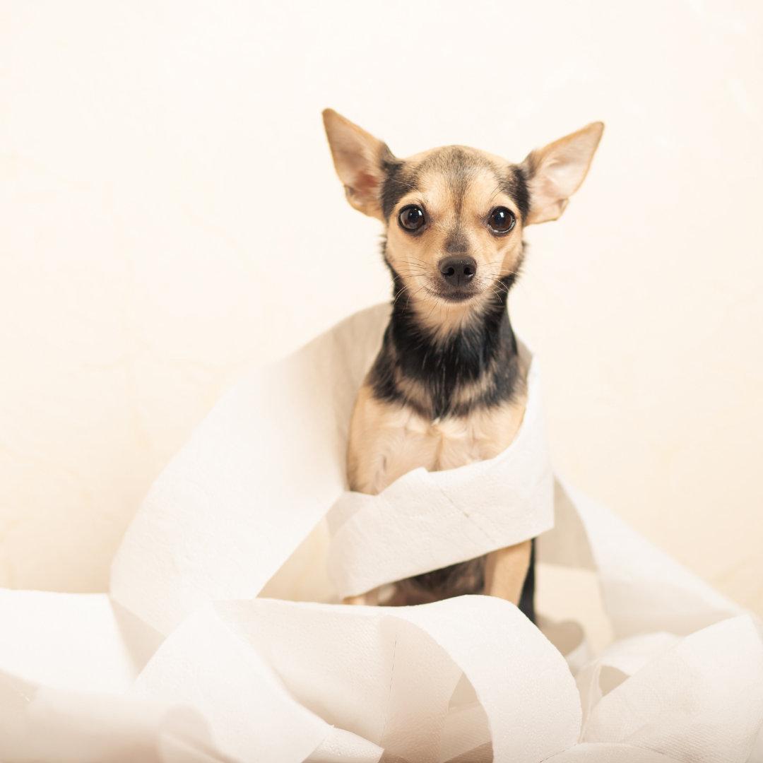 Photo of a dog wrapped in a toilet paper.