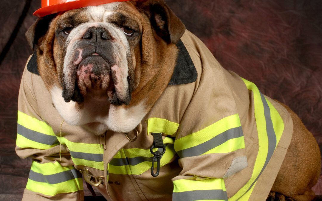 National Pet Fire Safety Day: How to Keep Your Dog Safe From Fire