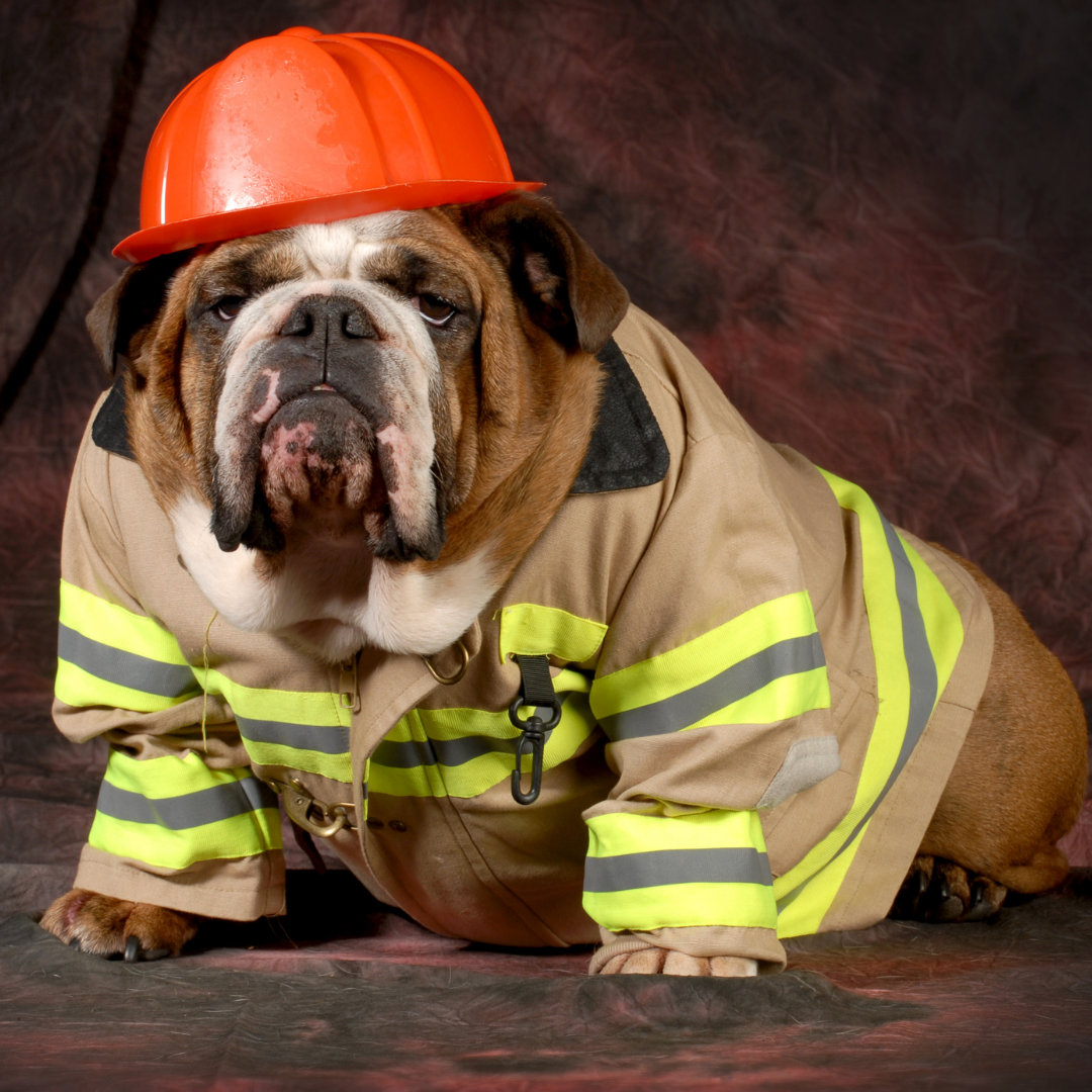 A photo of a dog wearing a firefighter costume.