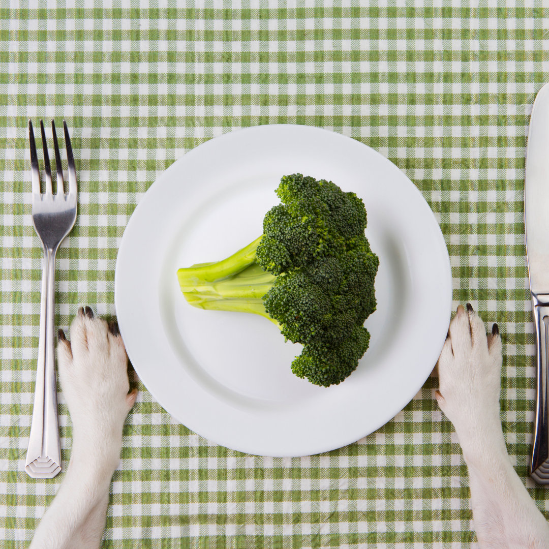 Photo of a dog's paws near a dinner plate with broccoli.
