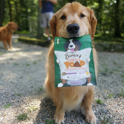 Photo of a golden retriever holding a bag of Bernie's Perfect Poop.