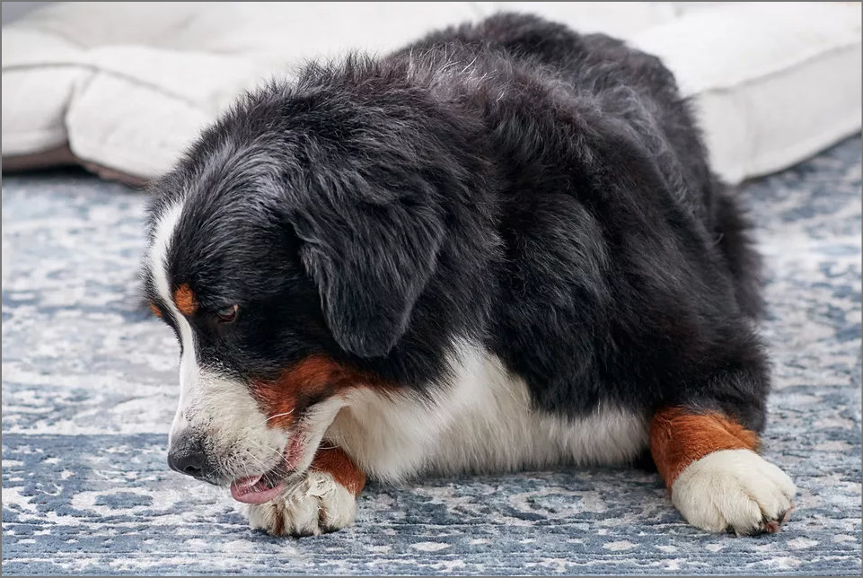 A dog lying on the carpet.