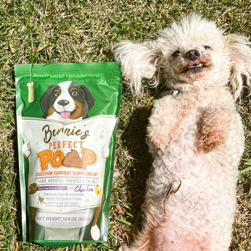 Photo of a poodle laying on it's back next to a bag of Bernie's Perfect Poop.