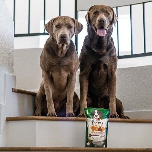 Photo of two dogs sitting on the stairs next to a bag of Bernie's Perfect Poop.