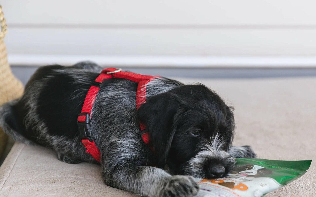 How to Help Irritable Bowel Syndrome In Dogs