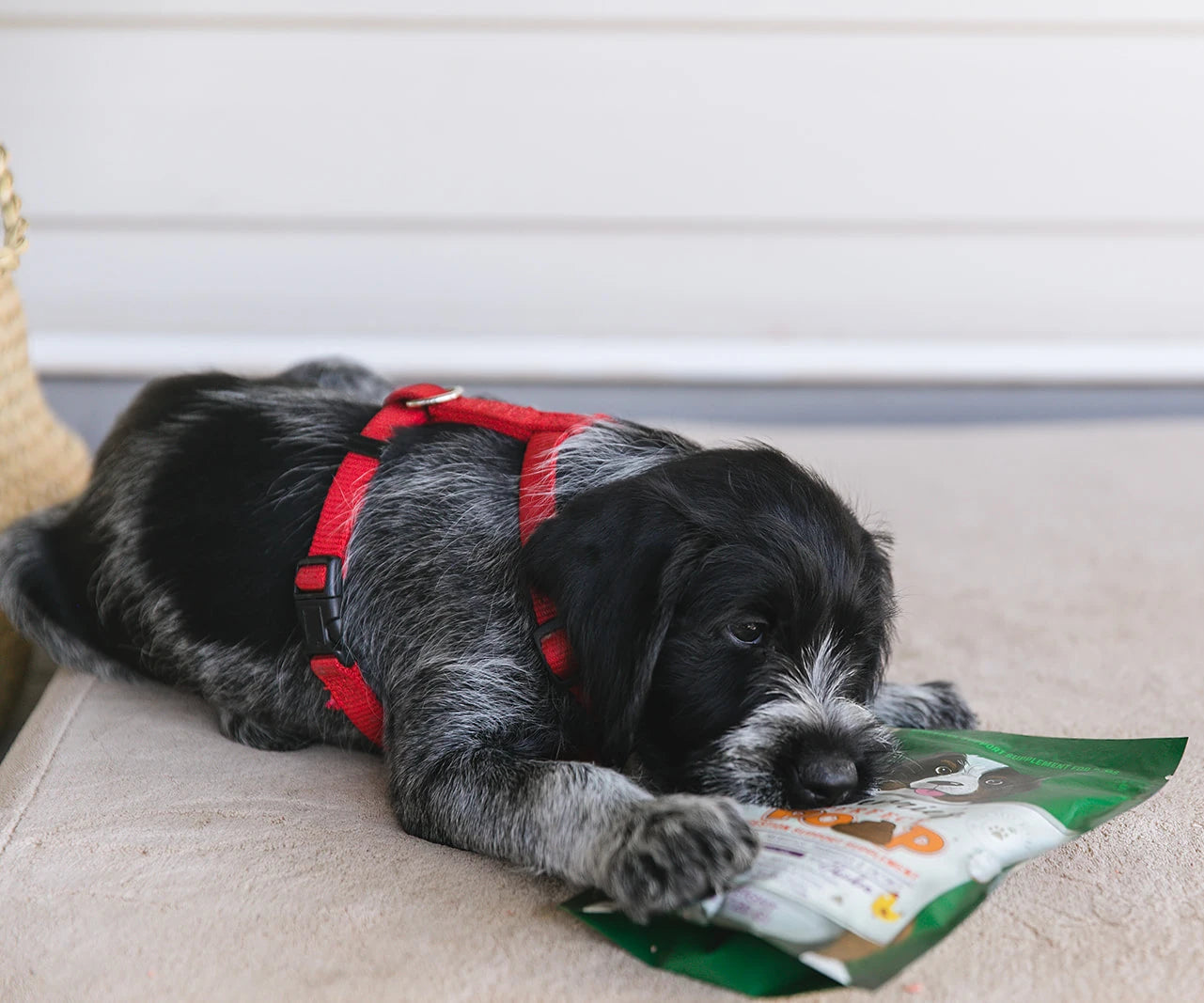 Photo of an adorable puppy playing with a bag of Bernie's Perfect Poop.