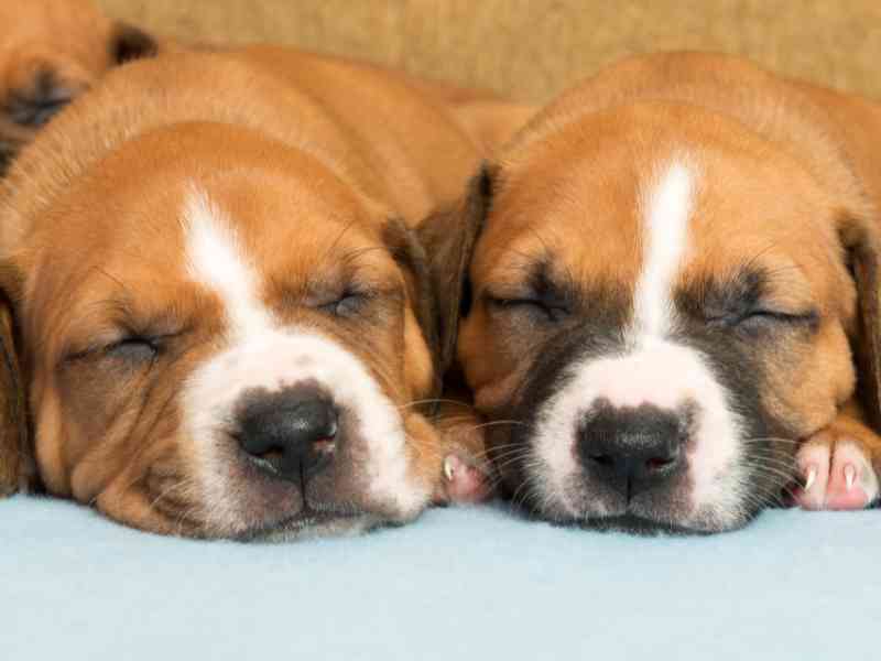 cute pit bull puppies sleep closely together, showing probiotics for puppies are good