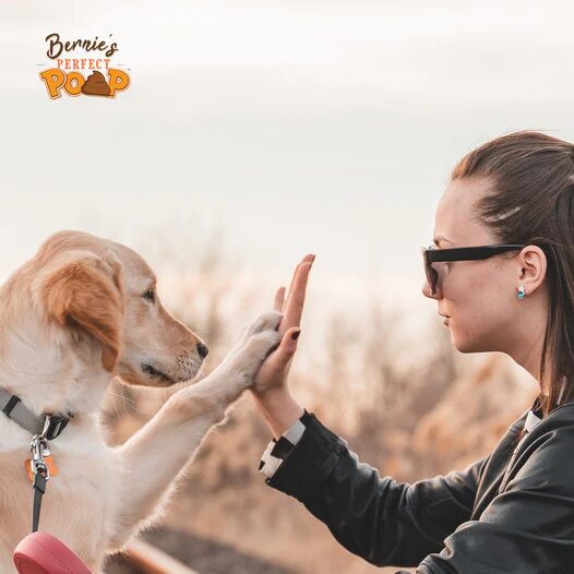Photo of a dog and parent high-fiving.