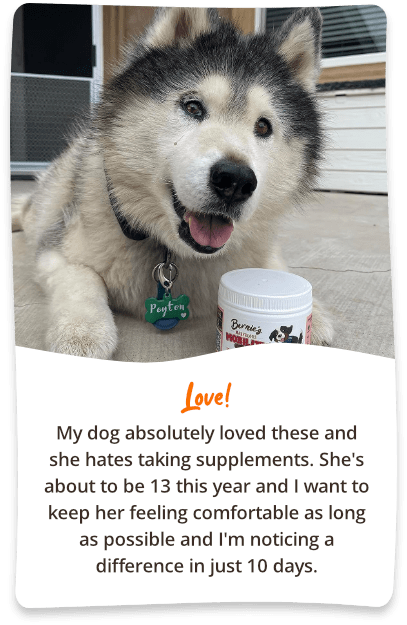 Love! My dog absolutely loved these and she hates taking supplements. She's about to be 13 this year and I want to keep her feeling comfortable as long as possible and I'm noticing a difference in just 10 days.