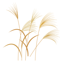 Illustration of Miscanthus Grass.