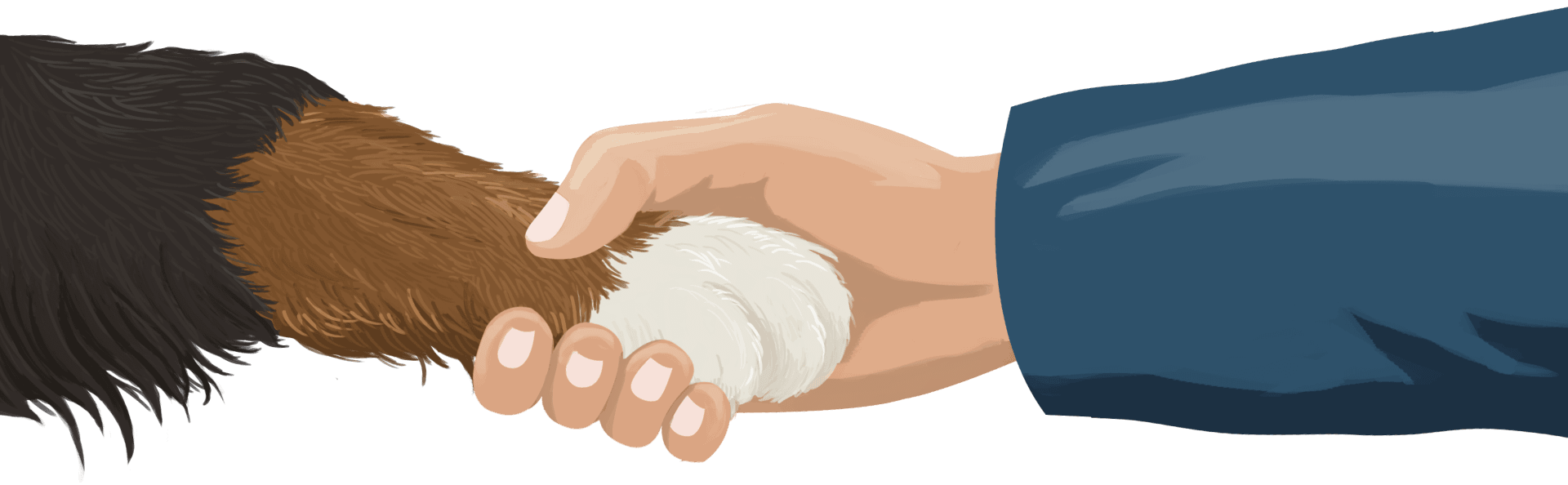 Illustration of Bernie's paw shaking a human hand.