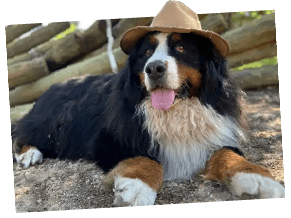 Photo of Bernie relaxing outdoors.