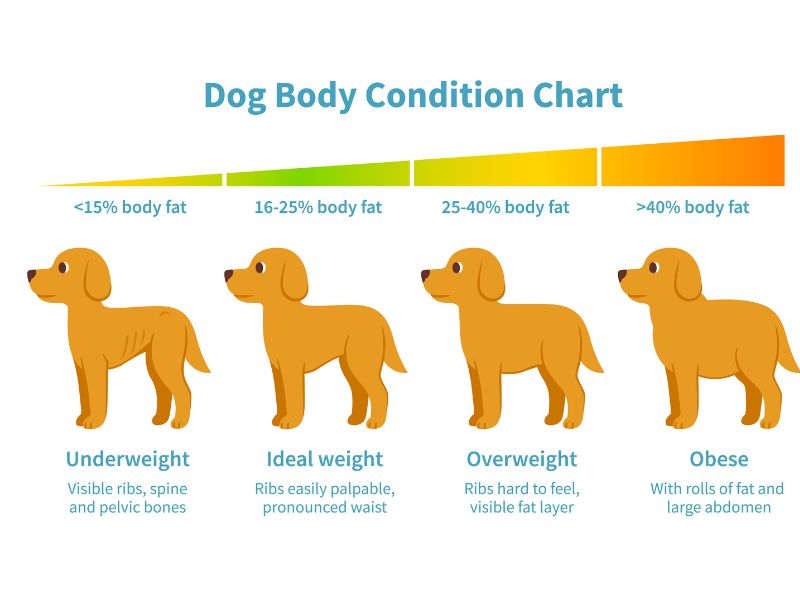 How Can I get my dog to lose weight?