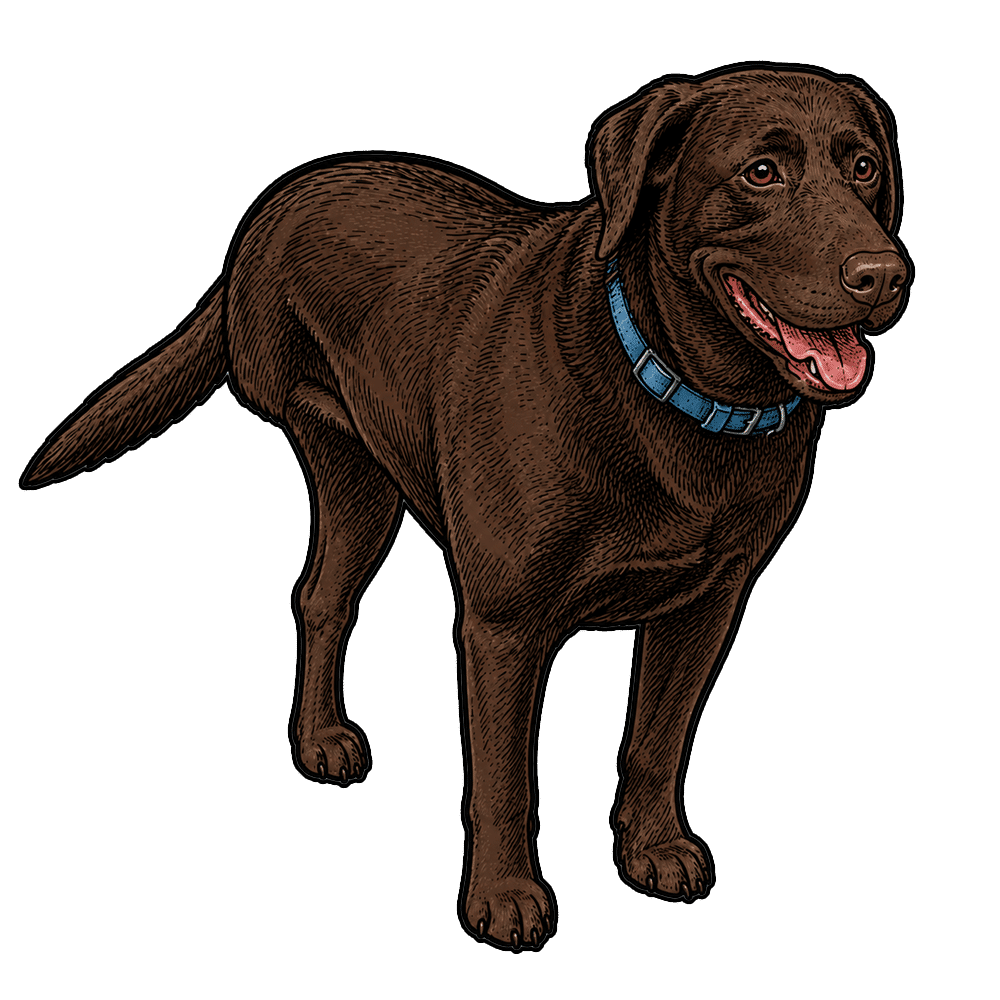 Illustration of a chocolate Labrador Retriever standing with a visible front leg abnormality, representing osteosarcoma in dogs.