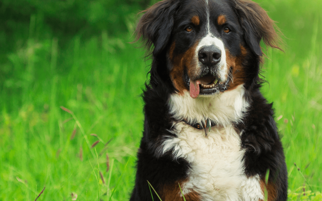 Too Much of a Good Thing? Can a Dog Overdose on Probiotics?