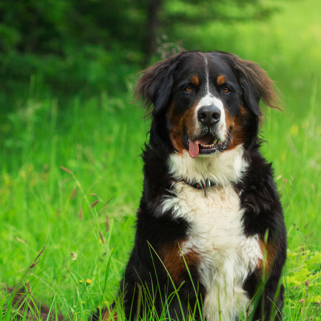 Photo of a Burmese Mountain Dog sitting in a field.