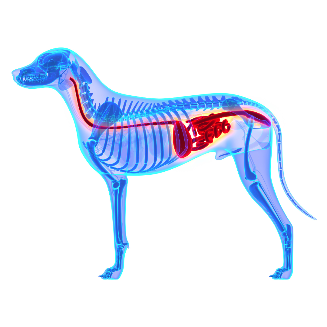 3D illustration of a dog's digestive system.