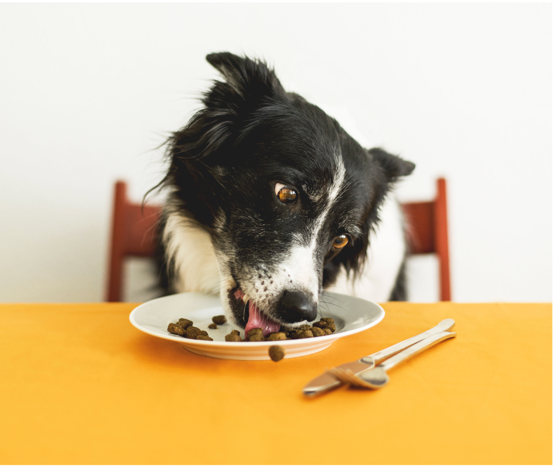 Study Stresses Dog Gut Health Can Change Quickly