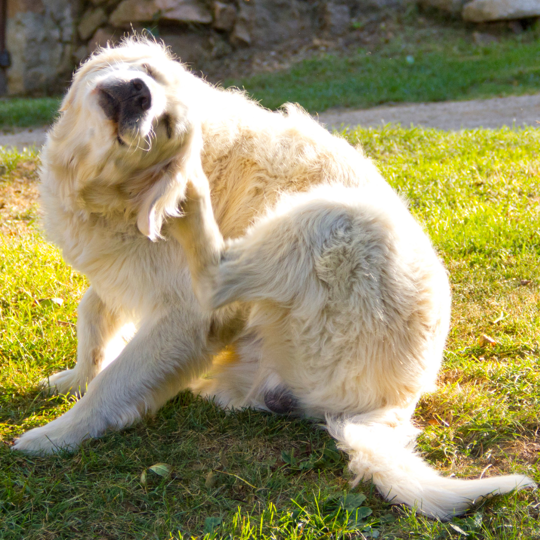 Photo of a dog itching.