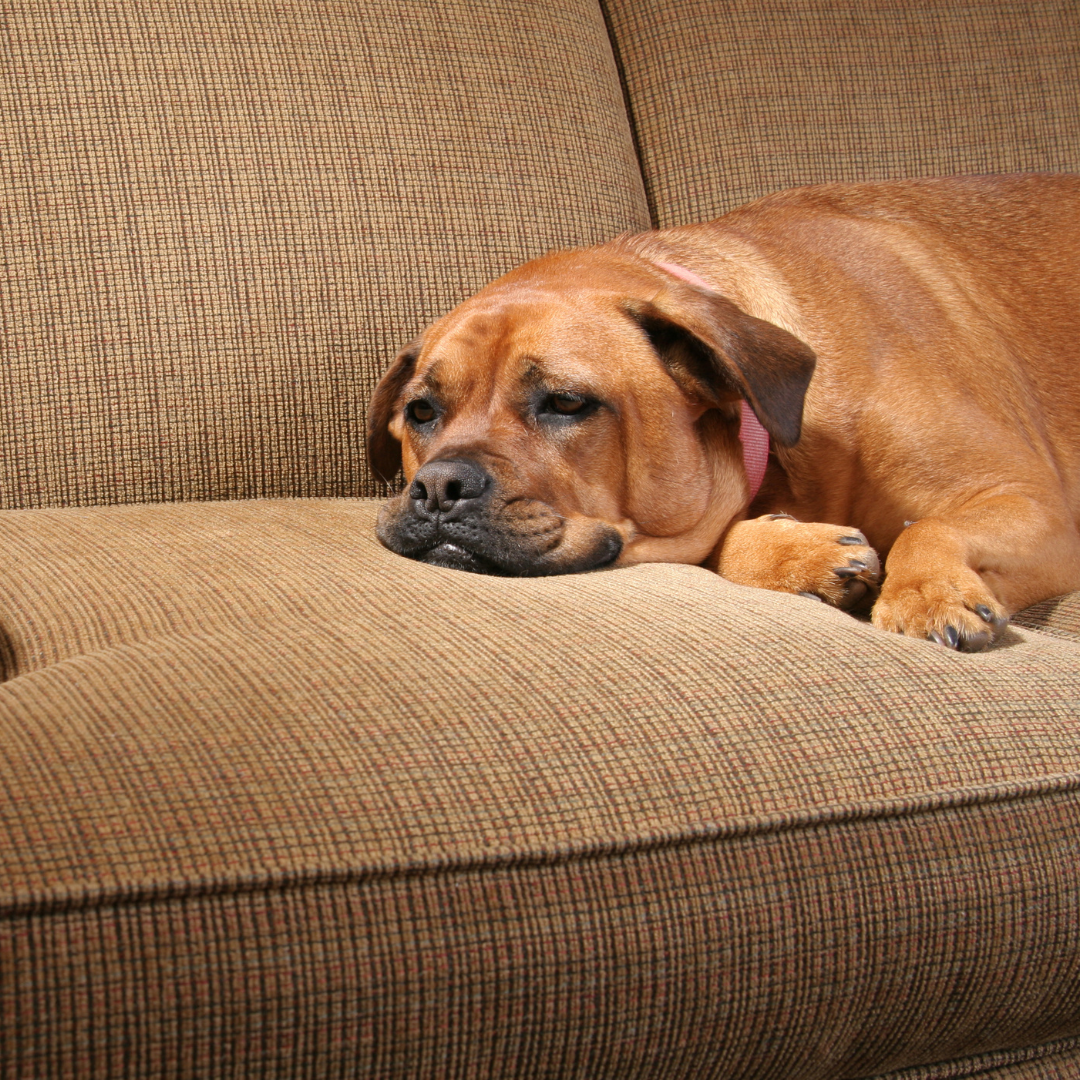 Photo of a dog napping on the couch.