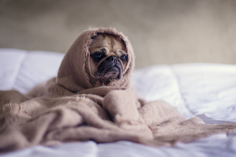 Photo of a pug cozy in a blanket.