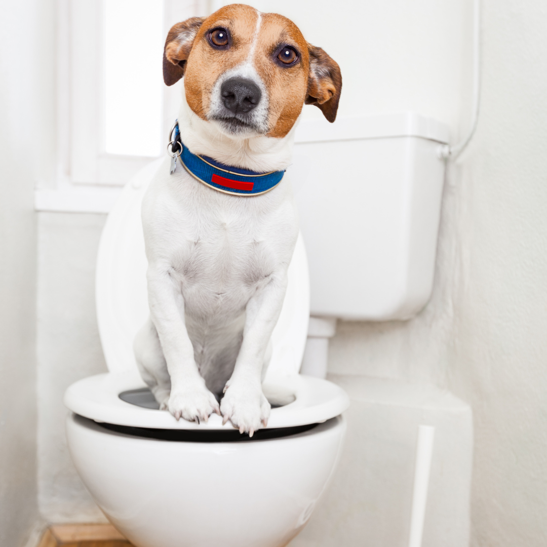 Photo of a dog sitting on the toilet.