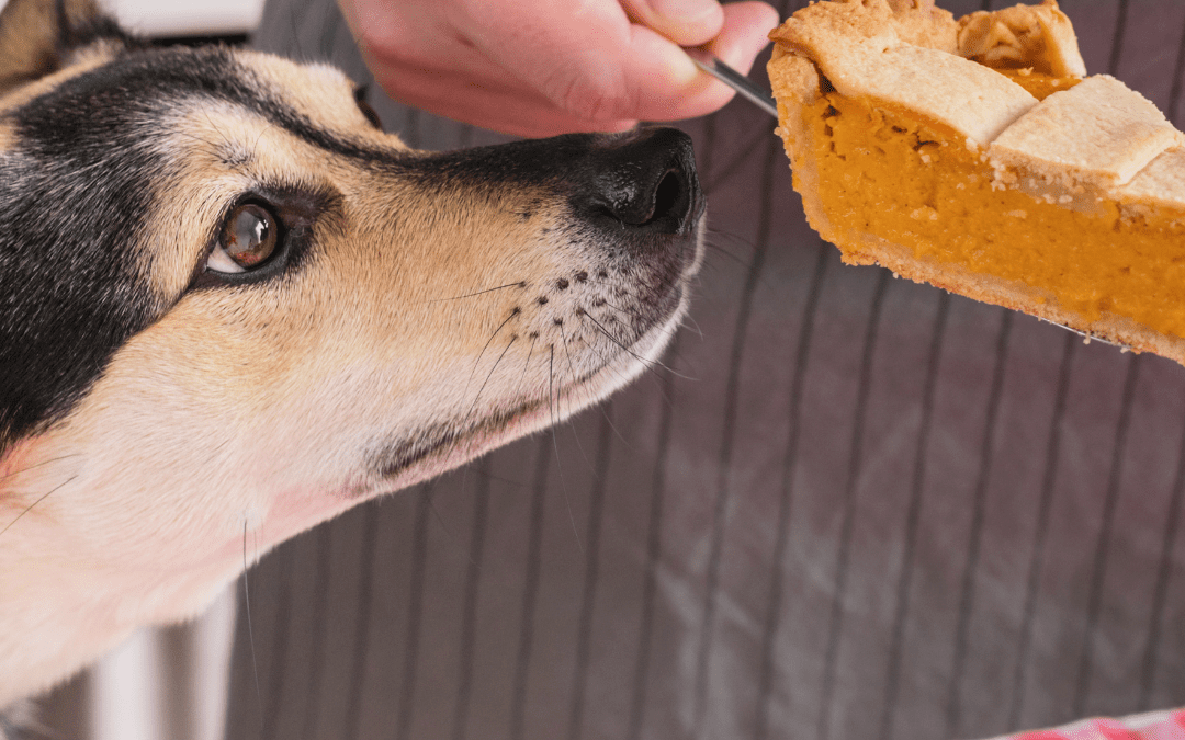 Why is Pumpkin Good for My Dog?