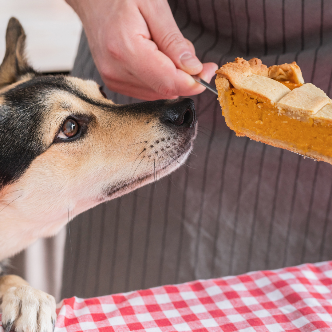 Photo of dog smelling a slice of pumpkin pie.