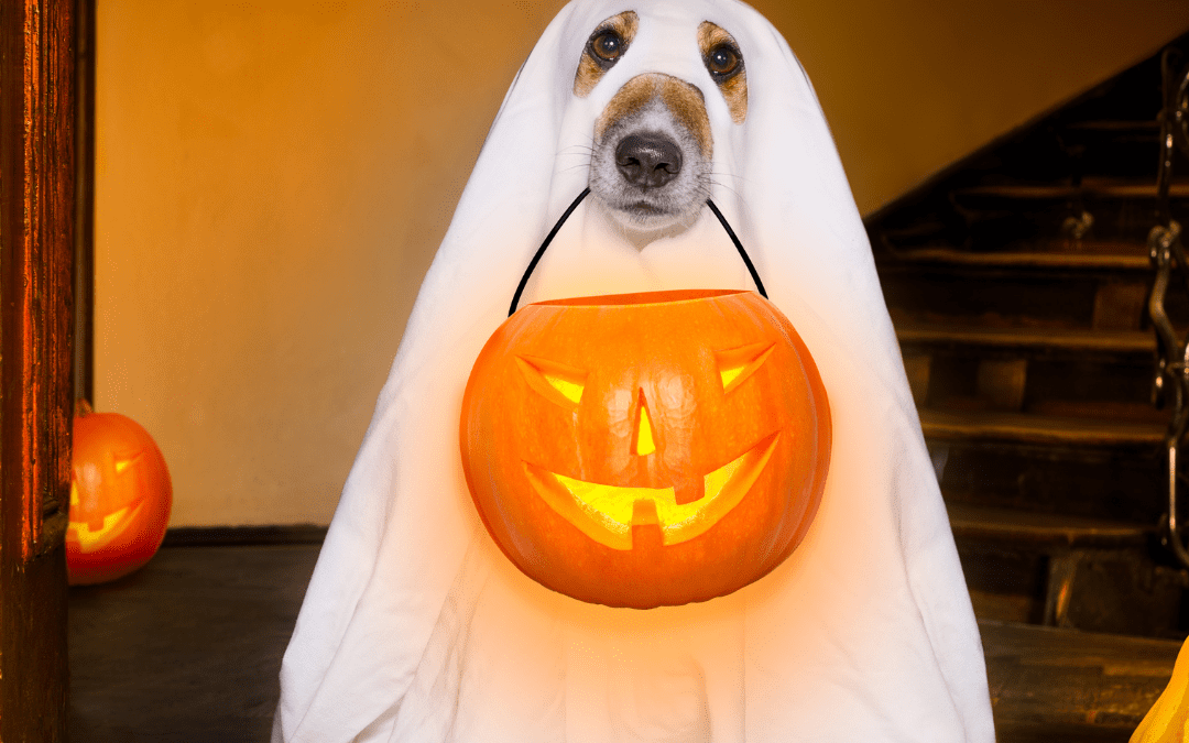 Is Halloween Safe for Dogs?