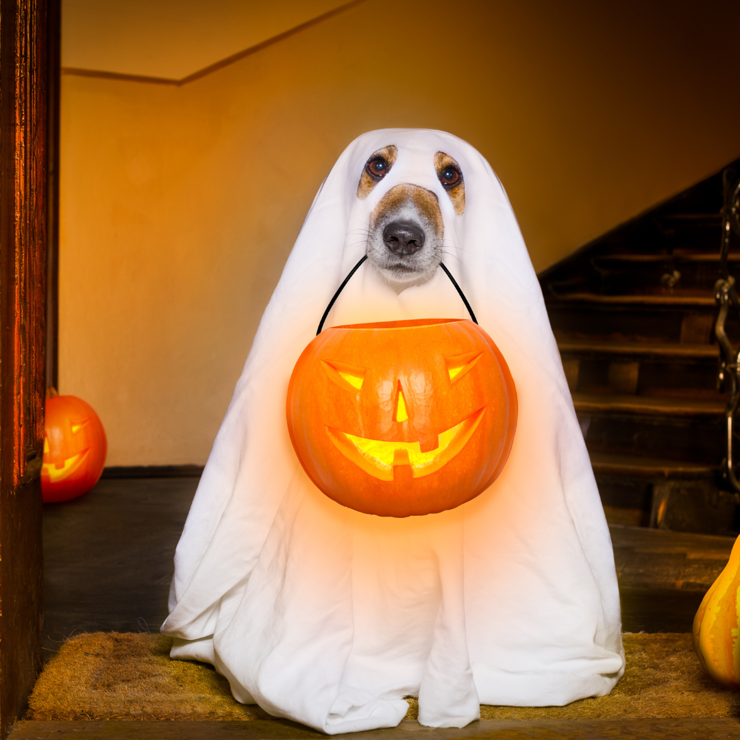 Photo of a dog dressed up for trick or treating.