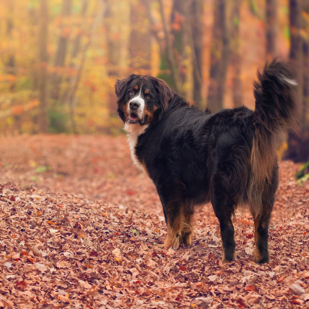 Photo of dog walking in the woods in the fall.