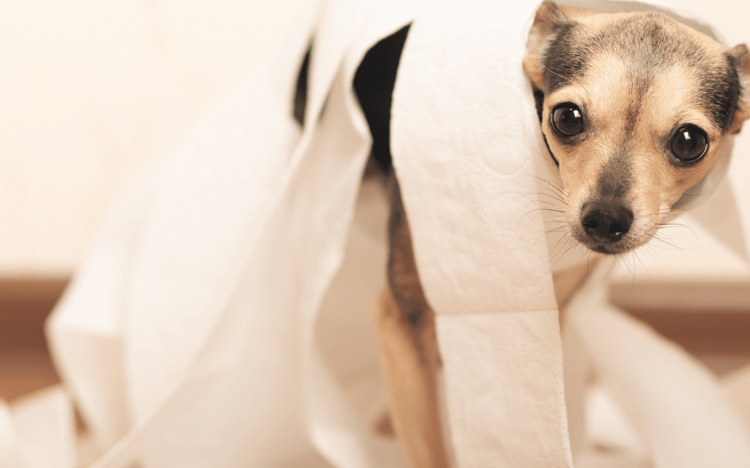 How Can Bernie’s Perfect Poop Help Stop Dog Diarrhea?