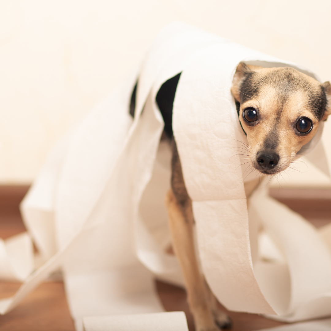 Photo of a dog wrapped in toilet paper.