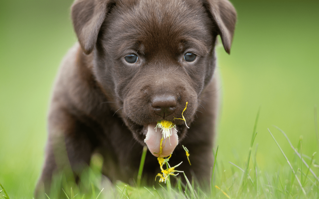 Why Do Dogs Eat Grass and Throw Up?