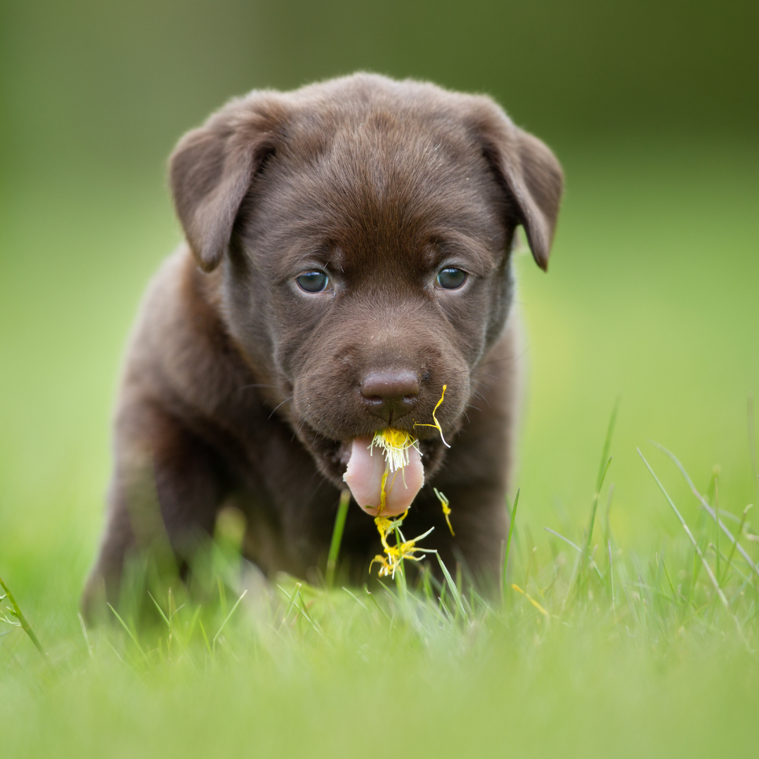 Photo of a puppy eating grass.