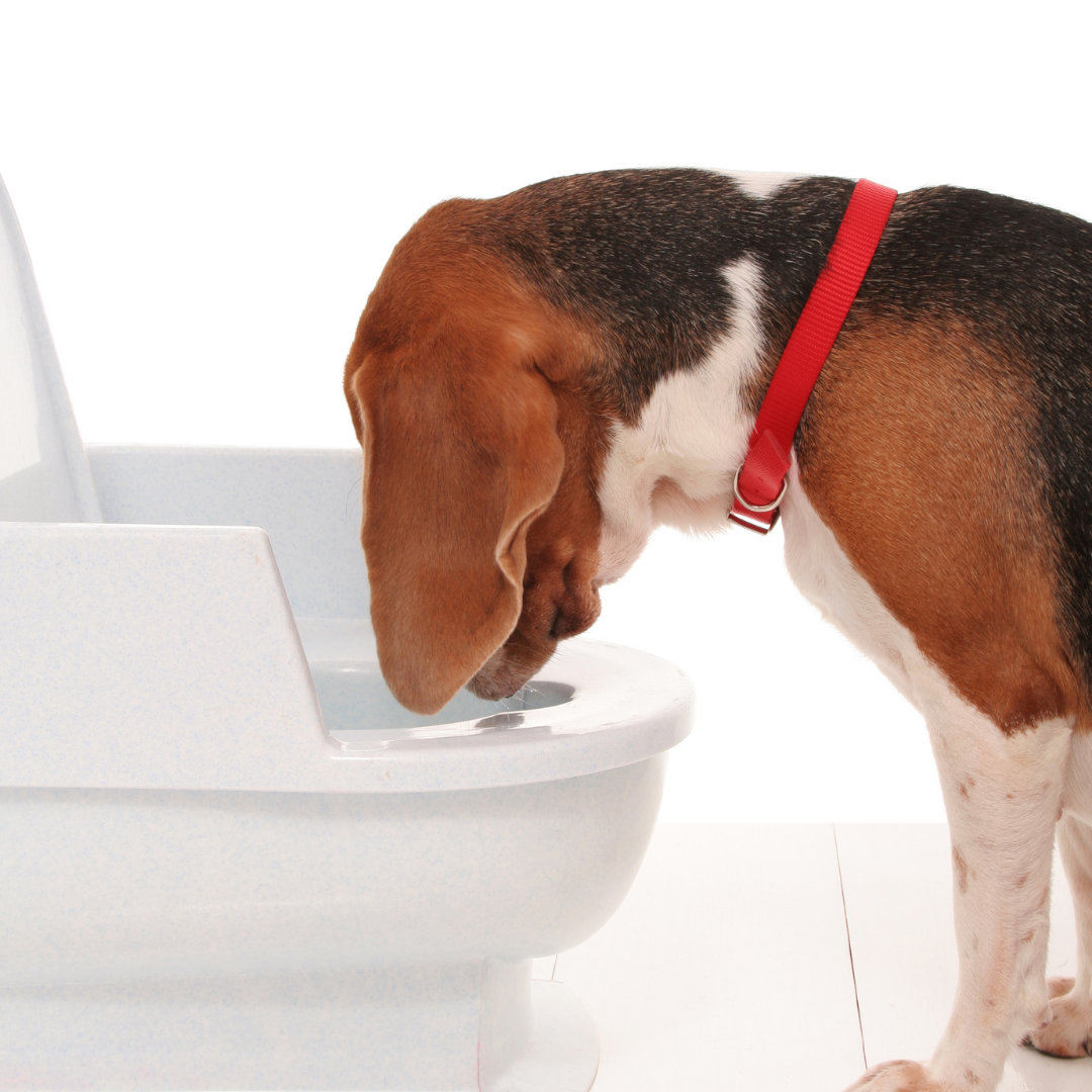 An image of a dog drinking from a toilet sink.