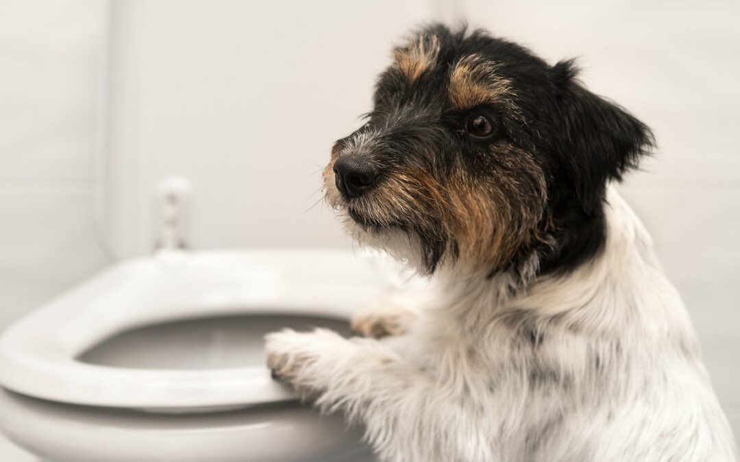 Dog Digestion: How to Help Your Dog to Poop