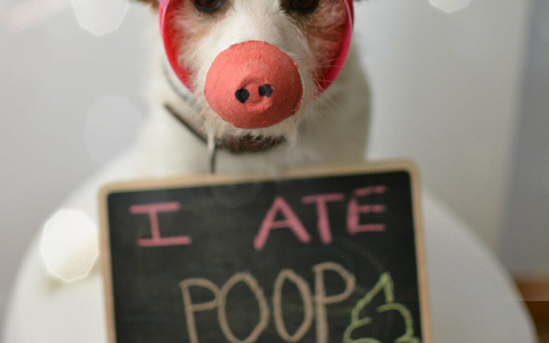 Dogs Eating Poop